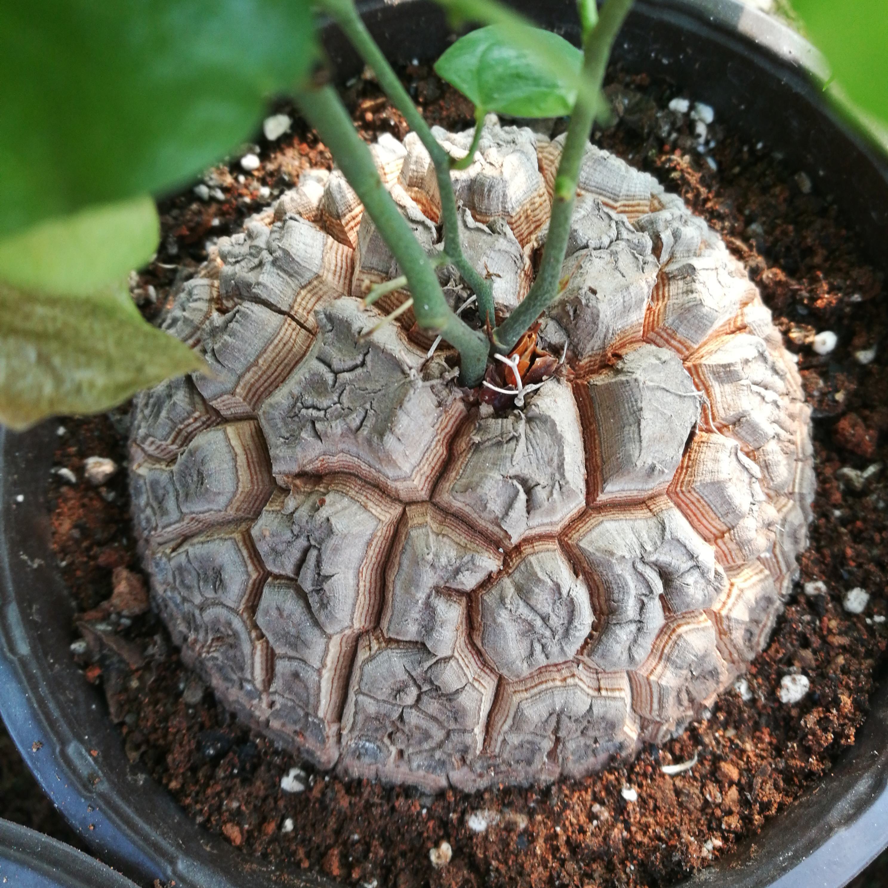 10种名贵花,什么名贵的花最好养