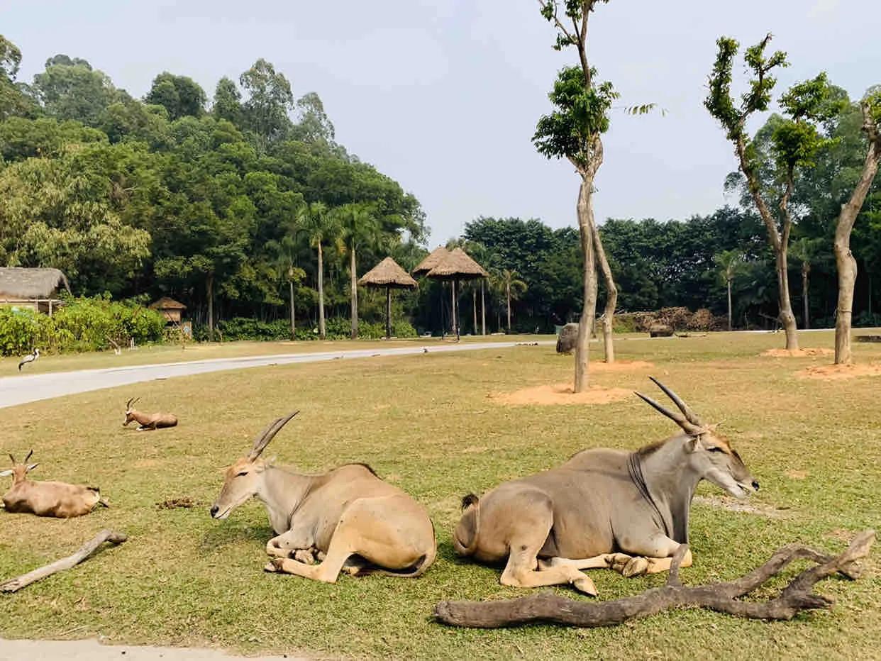 广州长隆野生动物世界有大象吗,广州长隆野生动物世界有多少动物