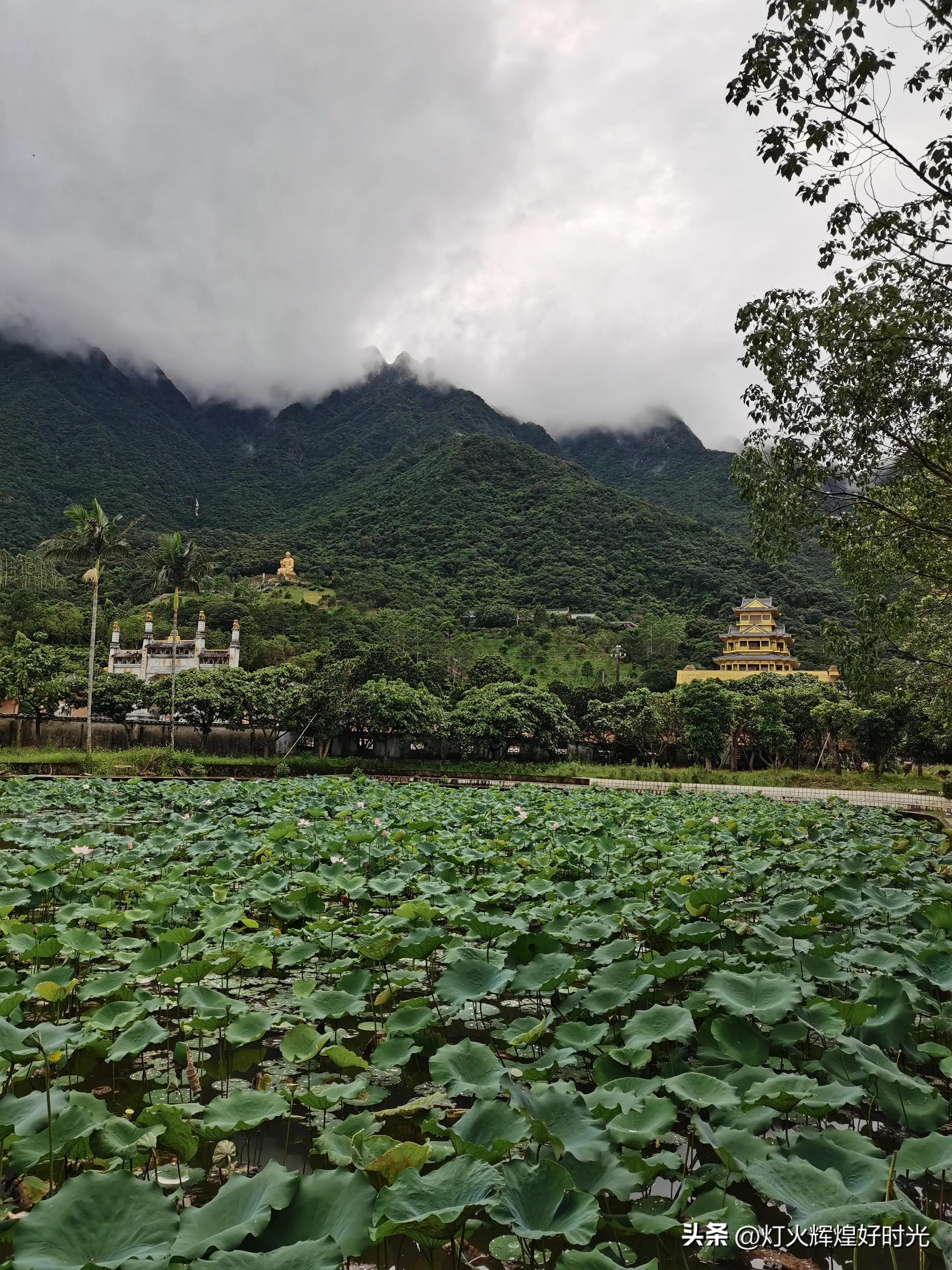 夏日掠影,雨天花开,人见人爱