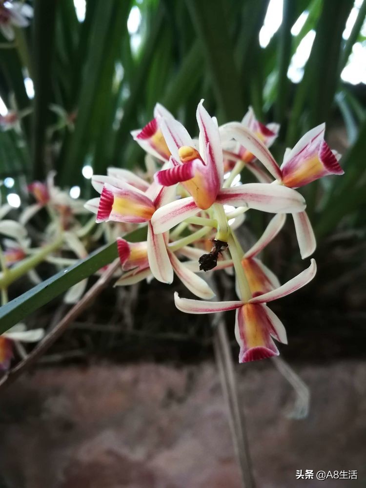 带你认识中华兰花纹瓣兰,顶级纹瓣兰图片