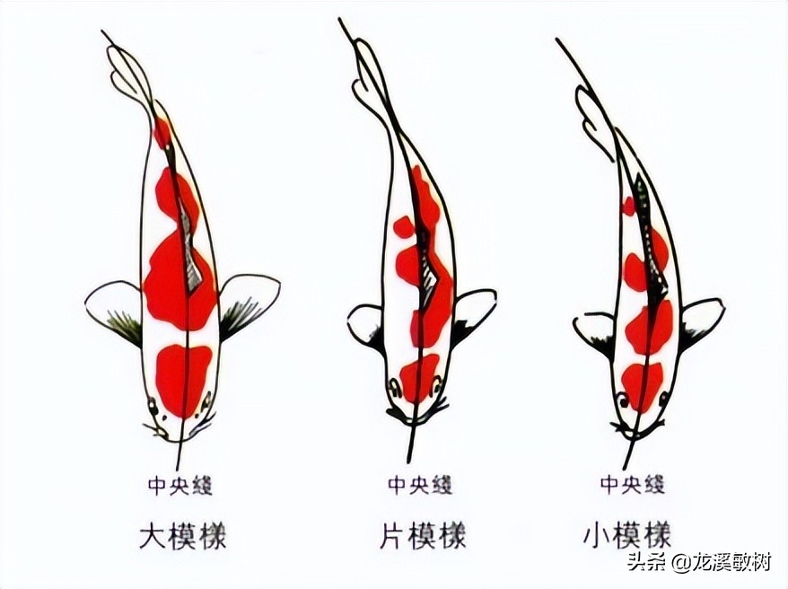 锦鲤分多少种什么样的锦鲤最好养,锦鲤要怎么选才能选到好的锦鲤