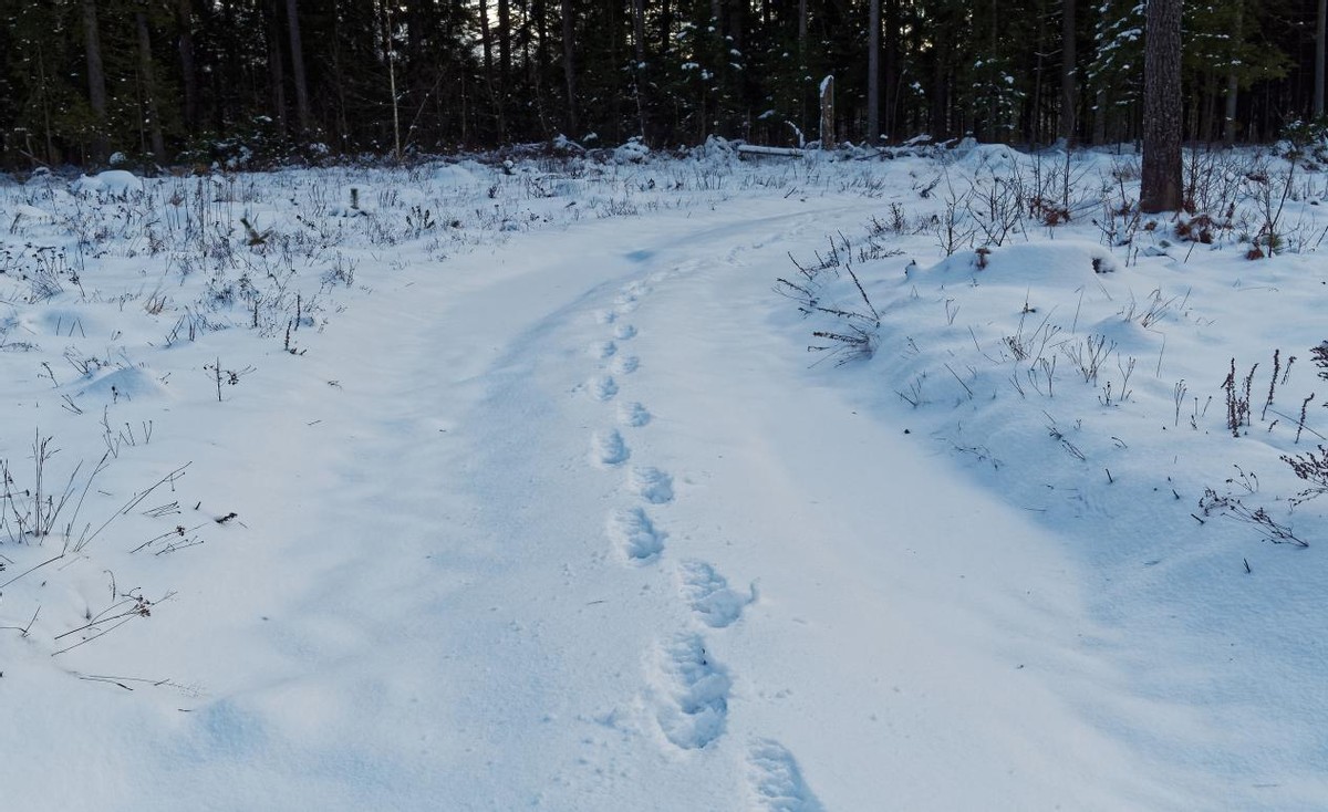冬日黑龙江五日游,黑龙江立体冬游攻略