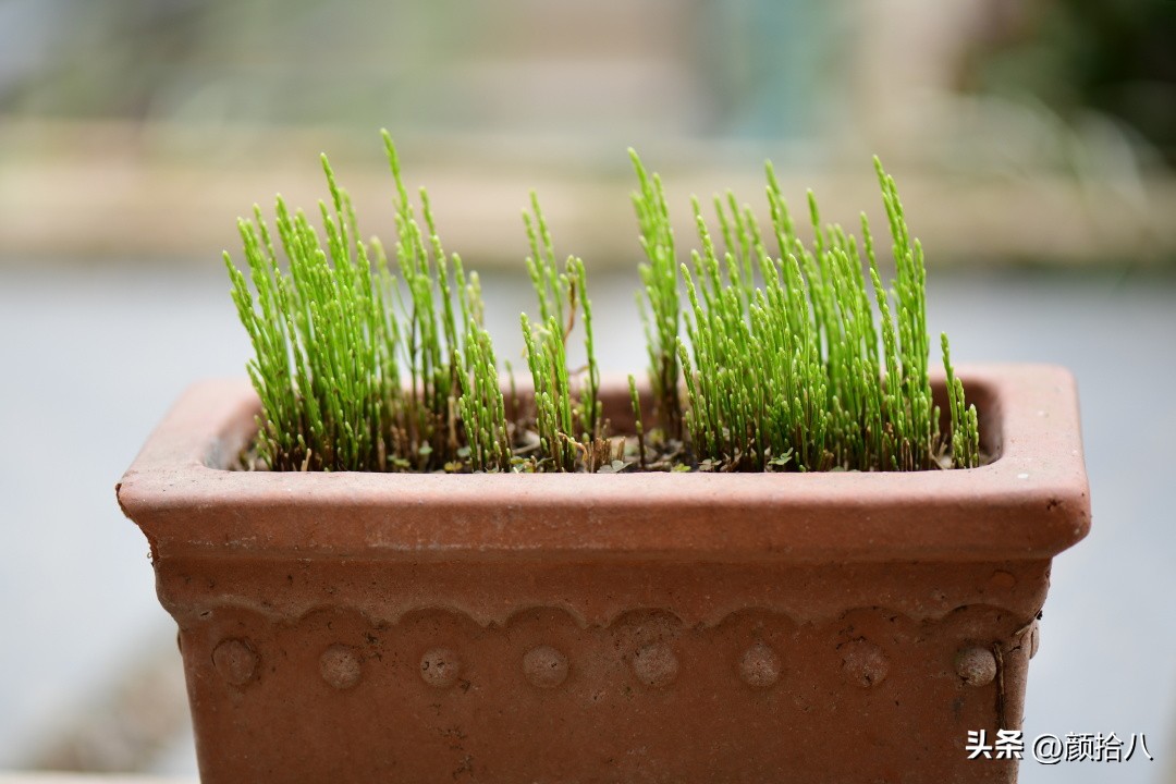 天冷怎么注意植物冻死,植物怕冷怎么过冬