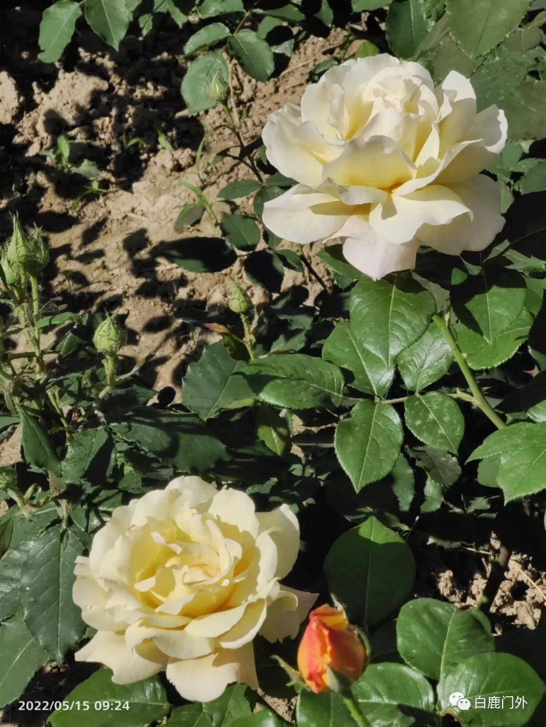 微信公众号首篇模板,微信公众号怎么看头条历史