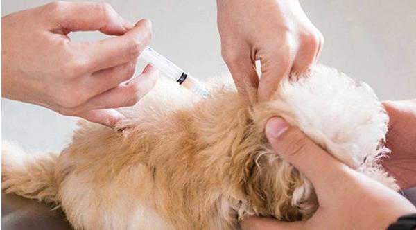 新手养公泰迪还是母泰迪,新手如何养泰迪