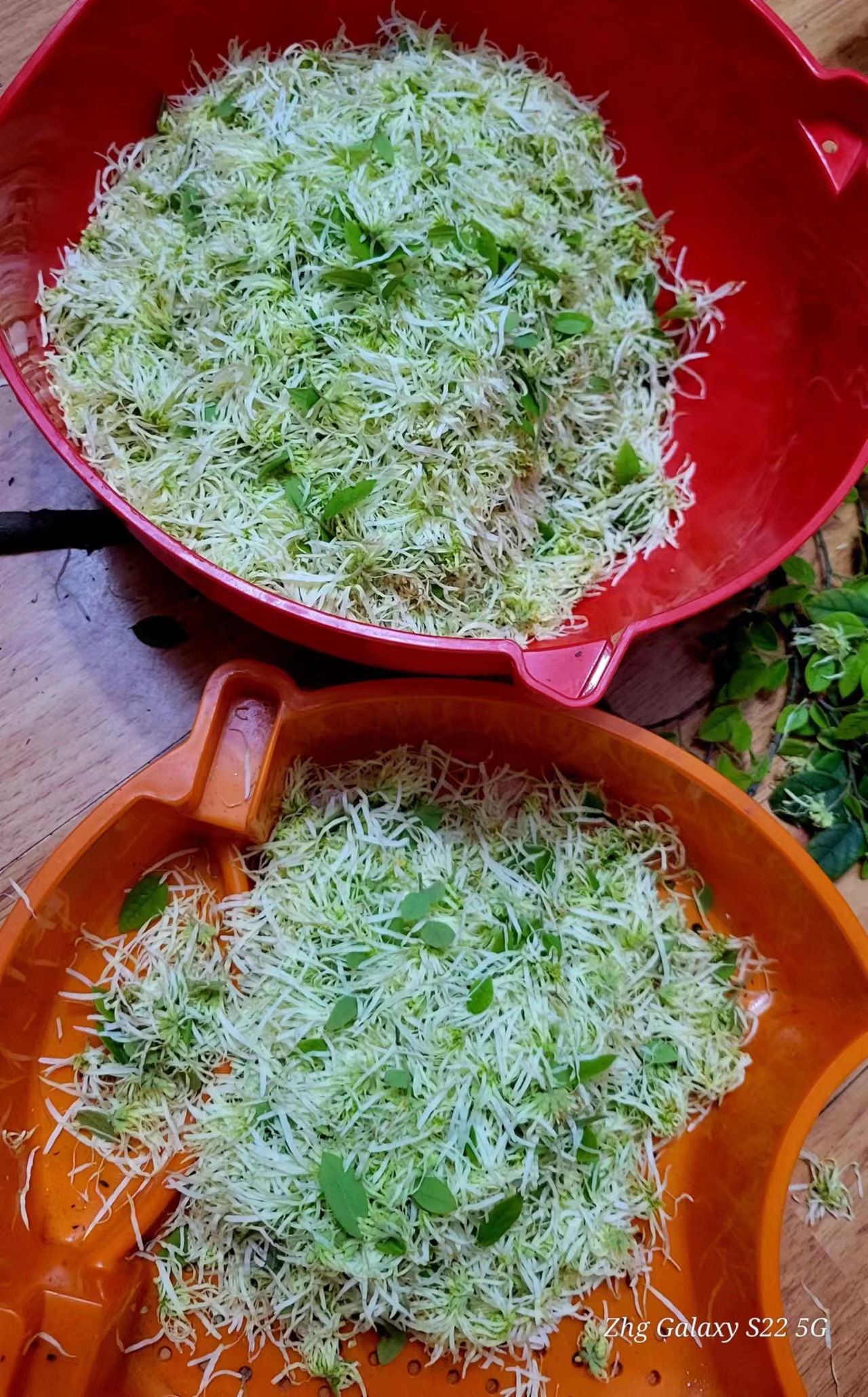 檵木的功效与作用,檵木叶药材