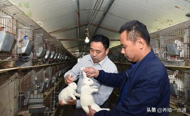 夏季兔舍如何降温,夏天太热如何给兔舍降温