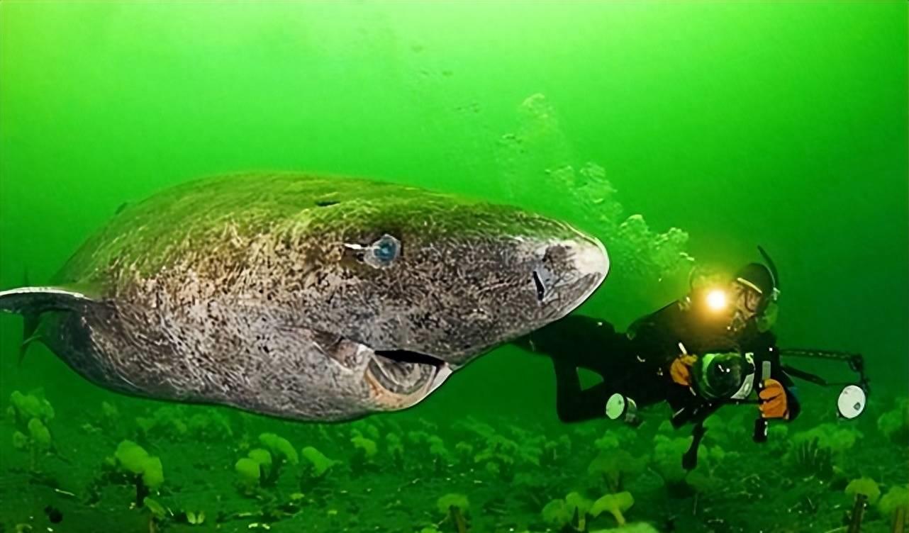 600多岁的格陵兰睡鲨,格陵兰睡鲨游动视频