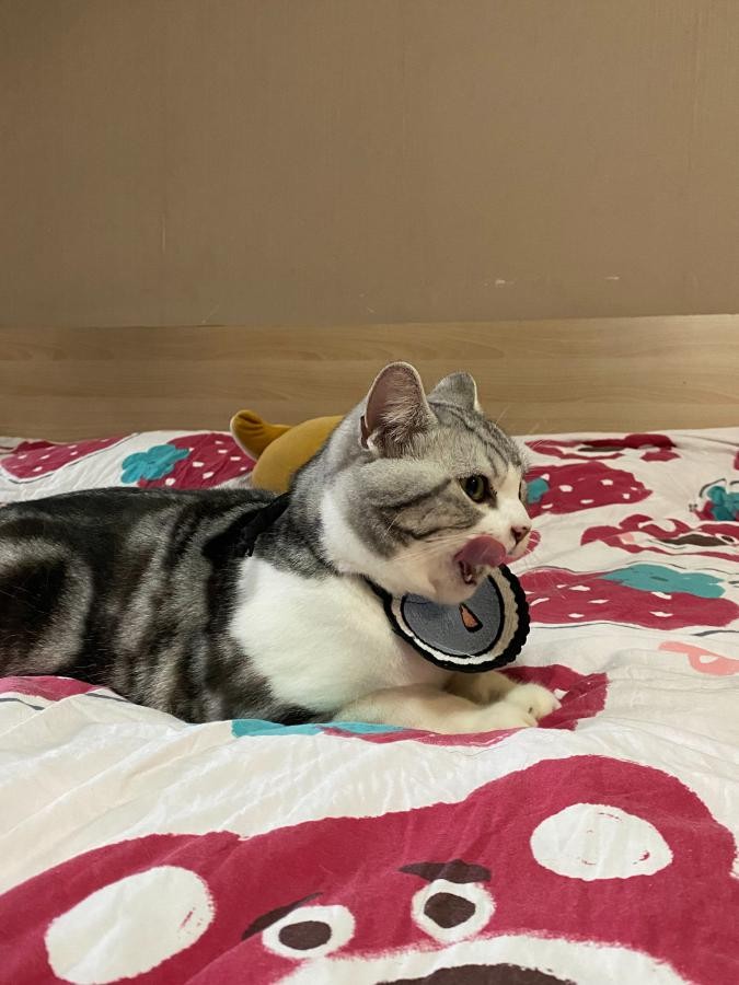 猫咪喝水自动饮水机值得买吗,猫咪不会用饮水机推荐什么