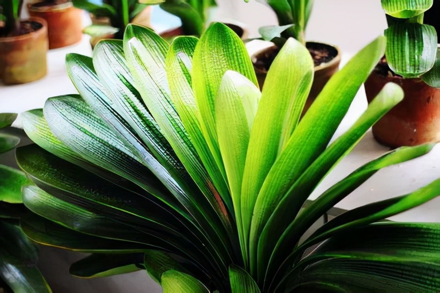 新手养护君子兰注意这三点,养君子兰避开3个误区叶大花又艳