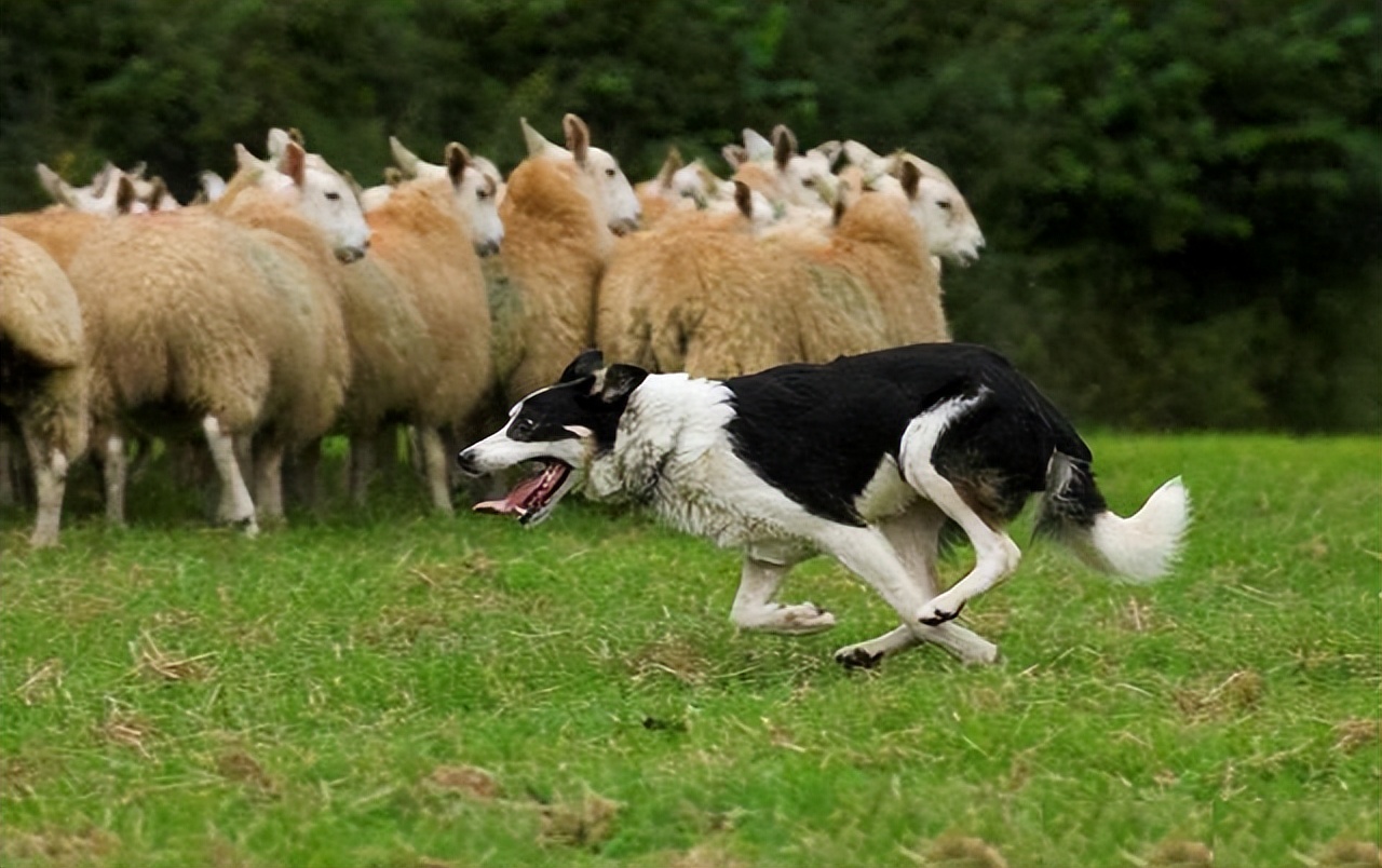 宠物耳部敏感护理需要注意什么,宠物怀孕怎么养猫呢