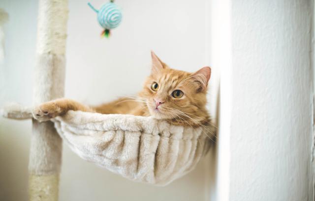 夏天屋里没有空调猫怎么降温,夏天没有空调猫热怎么办