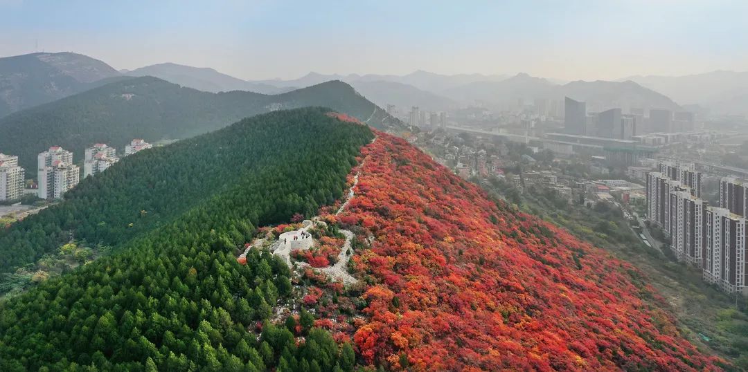 入秋济南好去处,济南秋季看花打卡地