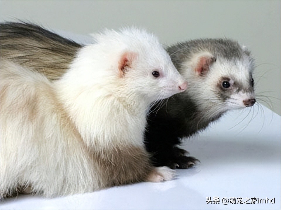 宠物貂大概多少钱一只,宠物貂好养吗多少钱