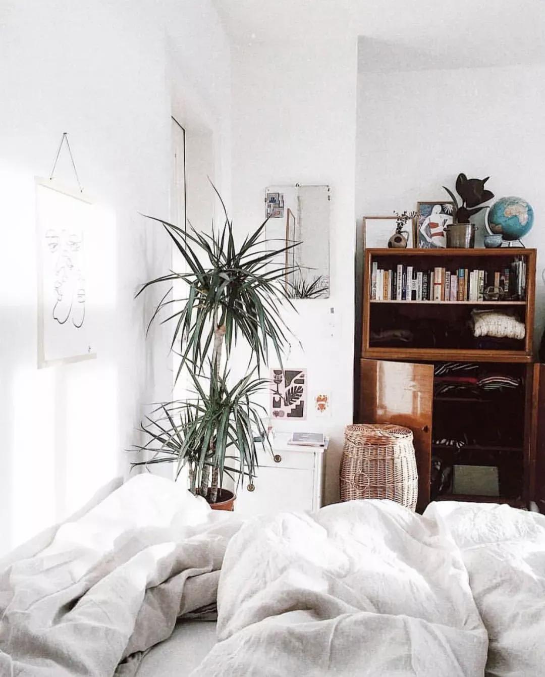 客厅实用盆栽植物有哪些,客厅一般放什么植物盆栽比较好