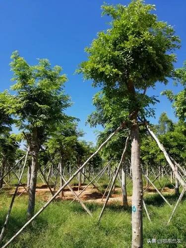 黄花梨老料一斤一万元真的假的,海南黄花梨1千块钱左右的