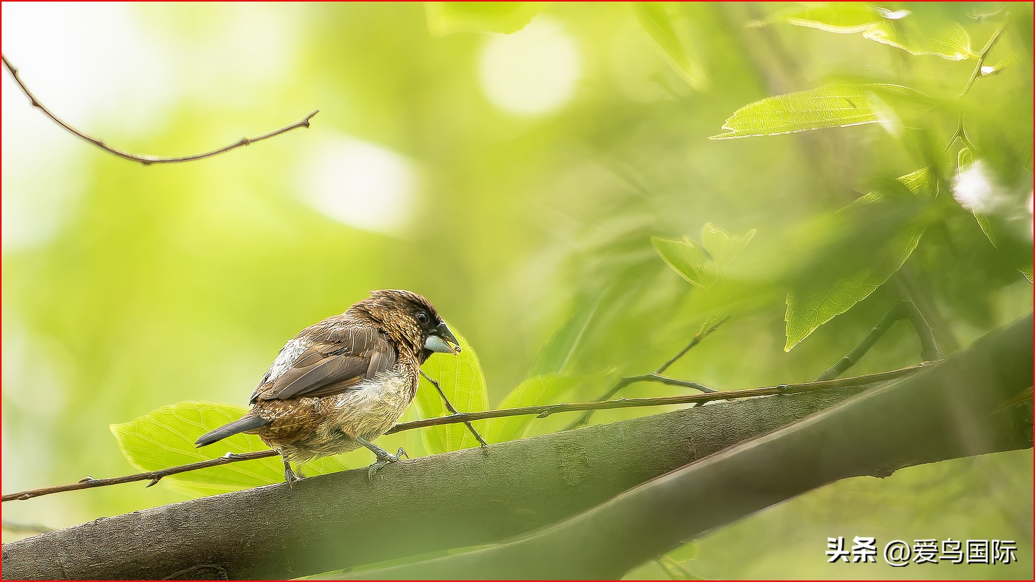 富士xh2s必备镜头,富士x-h2s配人像镜头