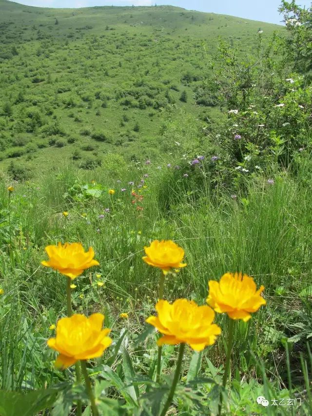 小五台山金莲花坡,小五台金莲花