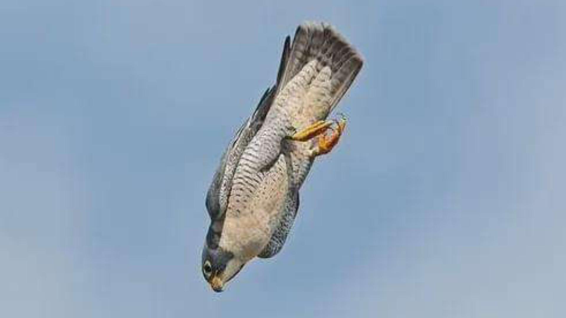 凶猛的空中猎手—游隼，鸟中的战斗机是怎样炼成的？