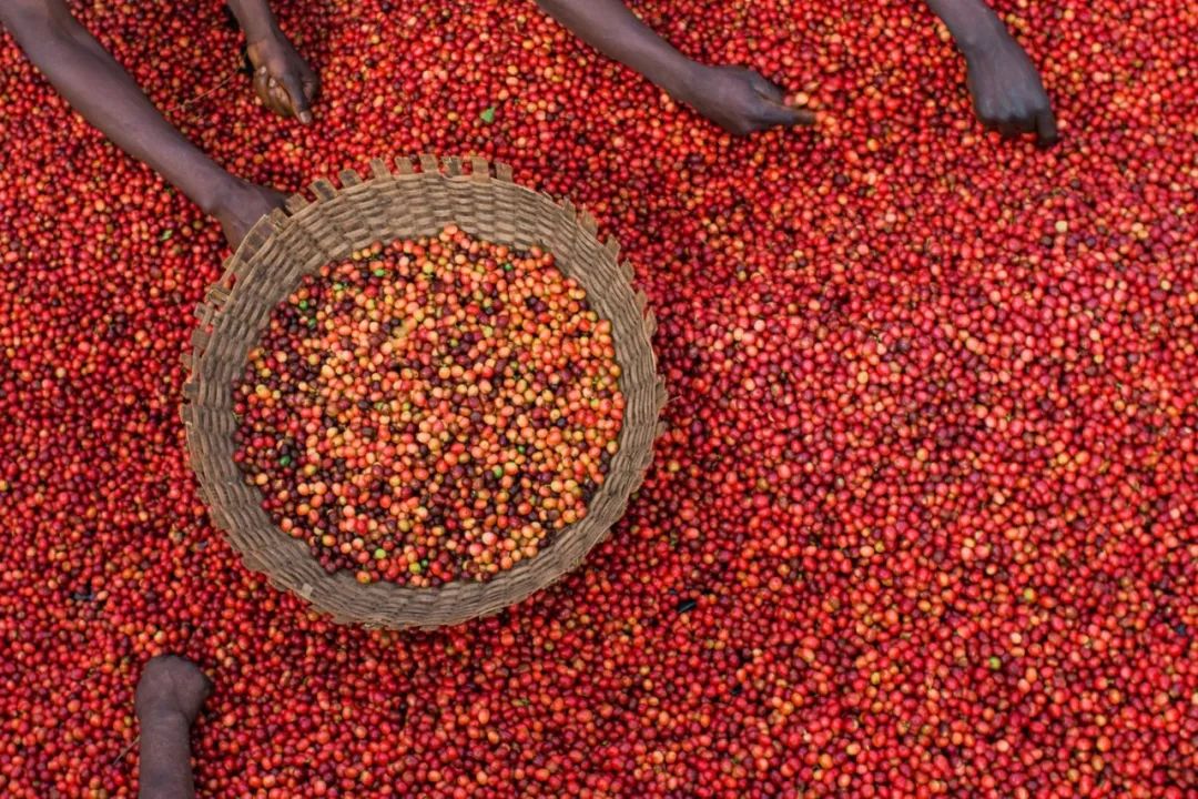 咖啡萃取率的分析,咖啡萃取率例题