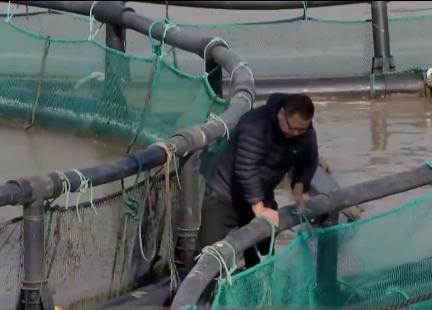 浙江人养南美对虾赚钱,浙江男人养甲鱼