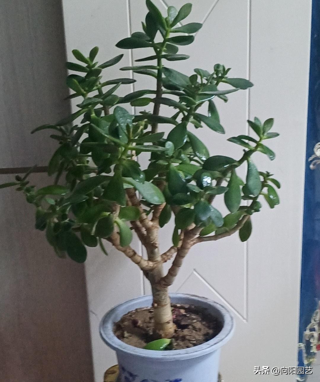 客厅最旺财的10种花,过年摆什么花放在客厅