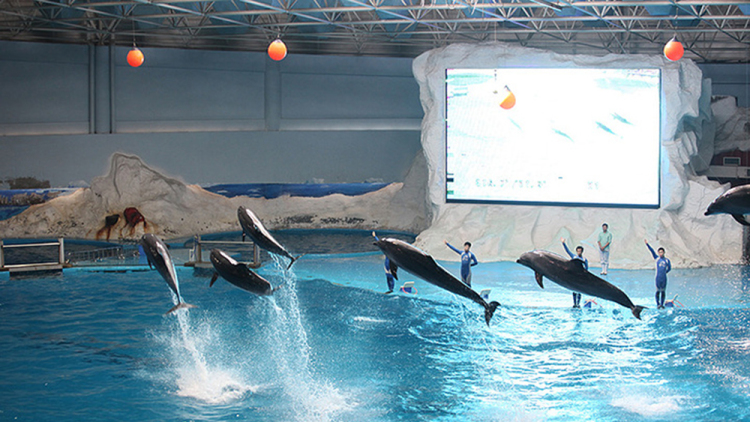 青岛海底世界和极地海洋公园区别,青岛极地海洋世界5d体验馆怎么样