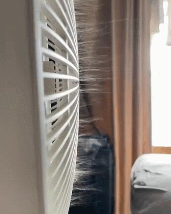 养猫不能放蟑螂药怎么办,养猫不能用的驱蚊方法