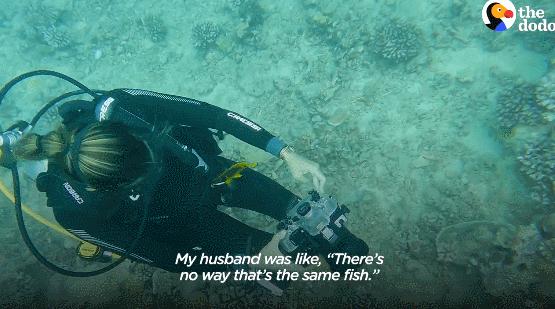 国外美女姐姐海里偶遇一只小鱼，竟引发神奇友谊！网友：前世情人