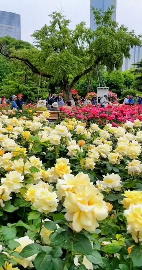 公园里的花真美啊图片,公园里的花真美啊的拼音