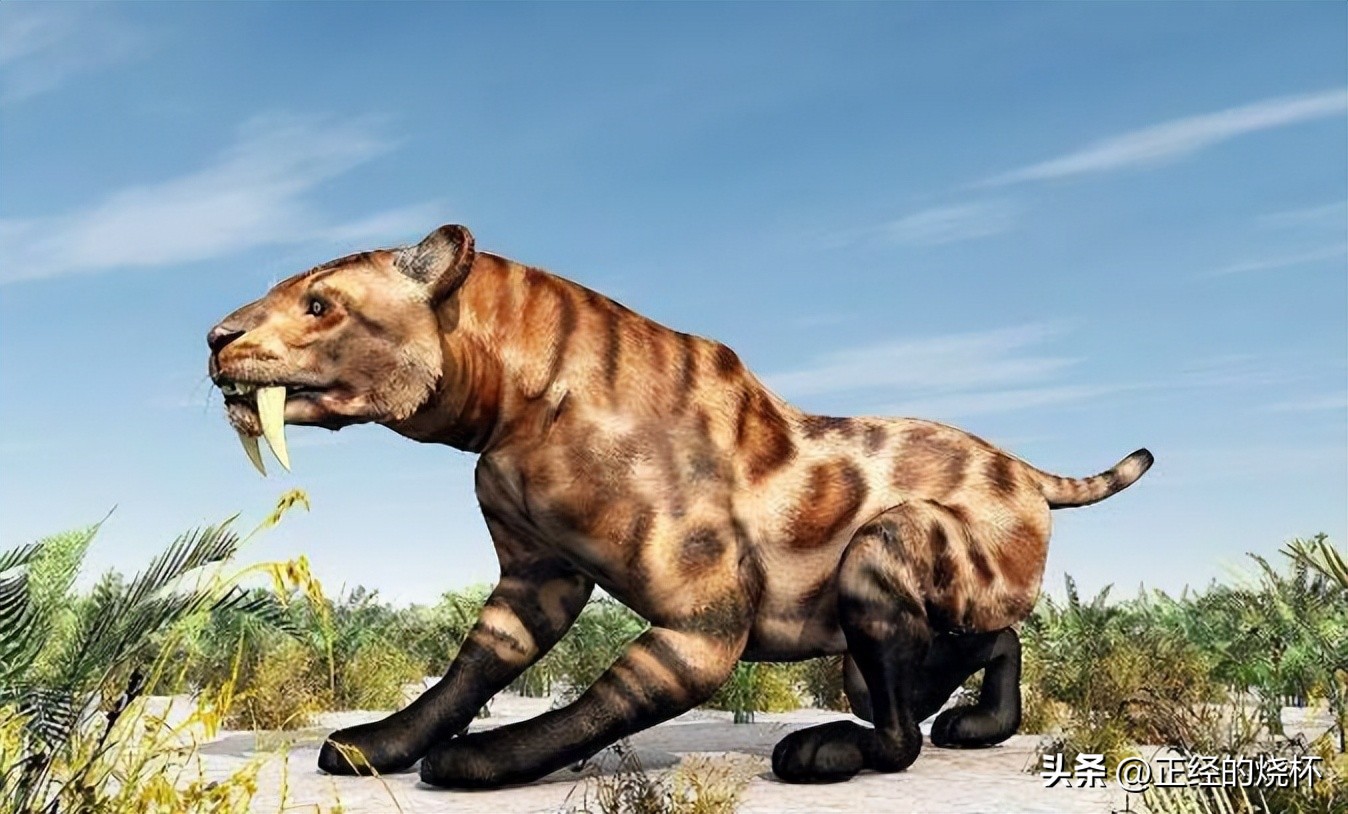 剑齿虎与人类的体型对比图片,剑齿虎最怕什么物种