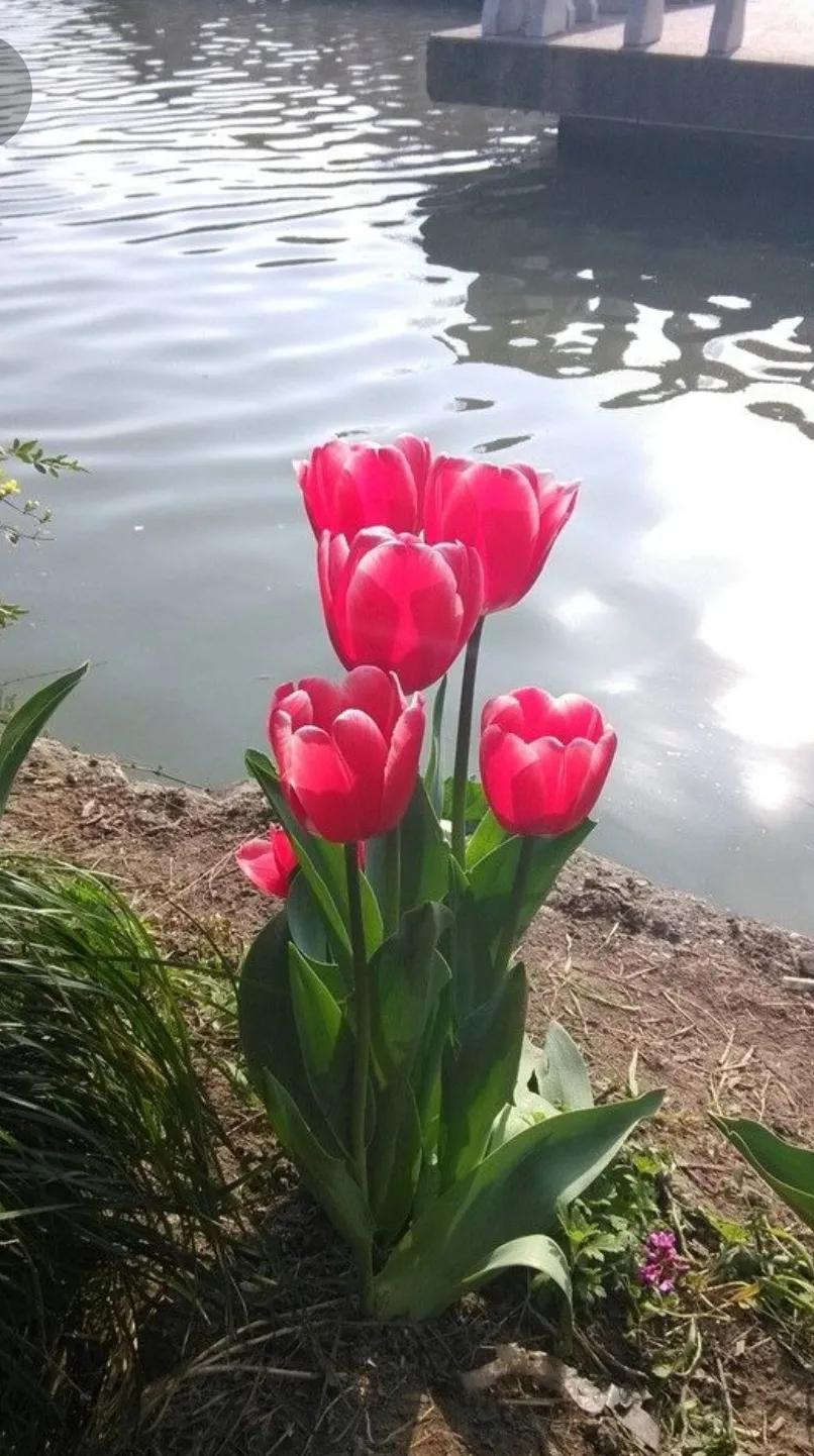 漂亮的郁金香随手一拍都是美景,春天的郁金香花海美得不可方物