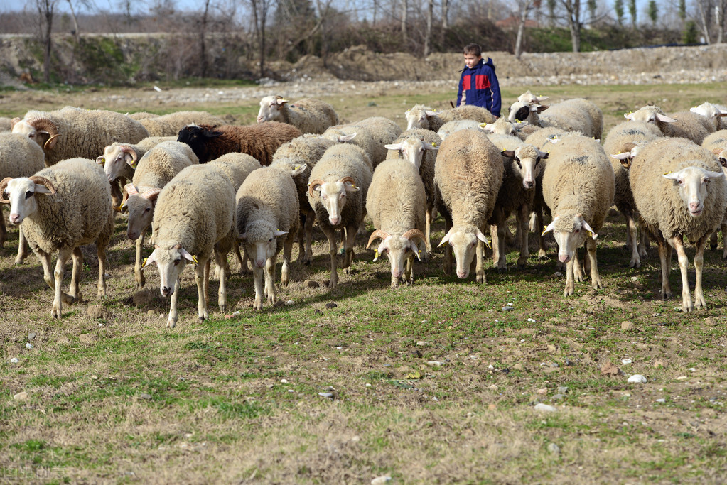 最新羊价与养羊技术,目前羊价养羊利润