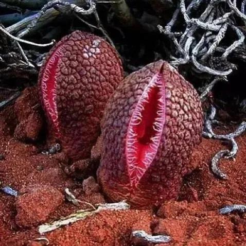 世界上最稀有最贵的10种鲜花,十大最美丽但奇怪的鲜花