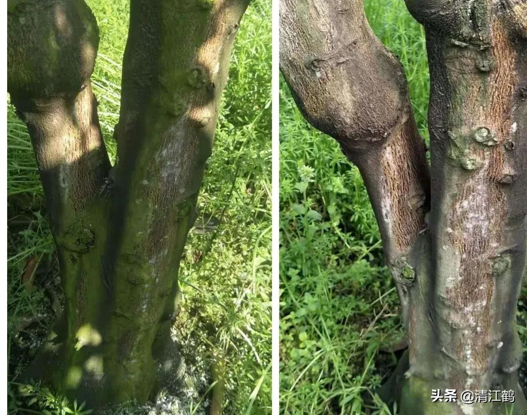 果树青苔如何防治,果树青苔如何杀灭且对果实无害