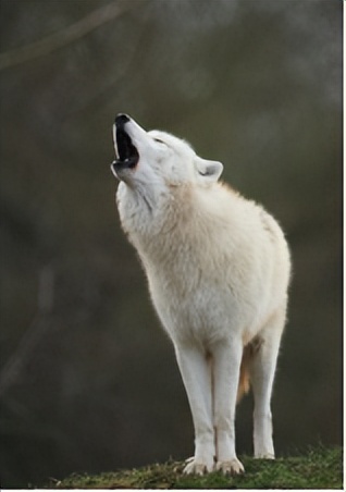 “多姿多彩”的法语世界：与颜色有关的习语表达