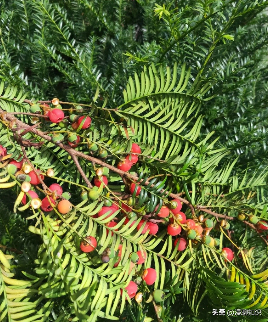 红豆杉的哪些细胞合成紫杉醇,红豆杉中控制紫杉醇形成的结构