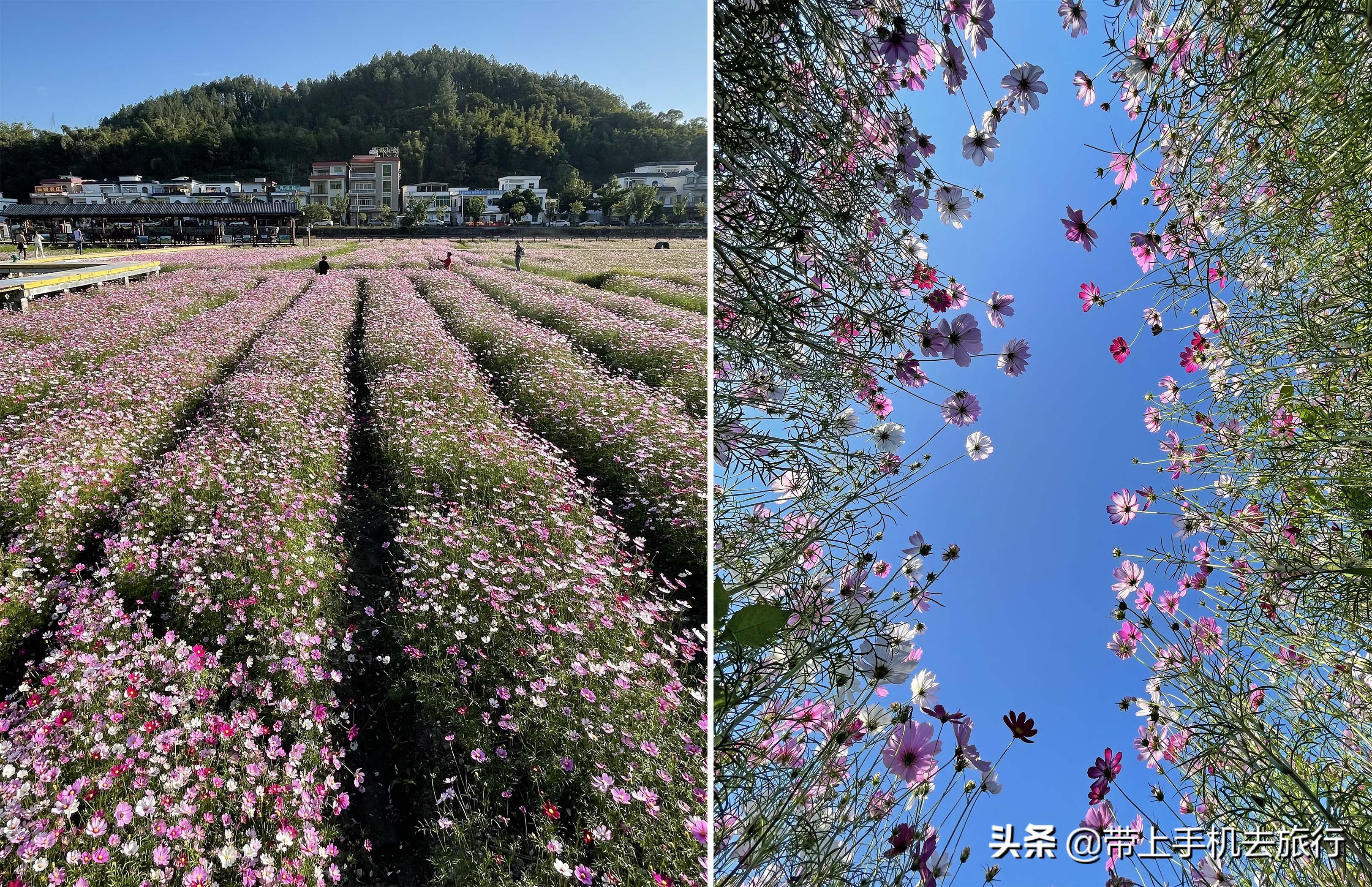 手机摄影怎么样用专业模式,手机摄影是怎么搞的