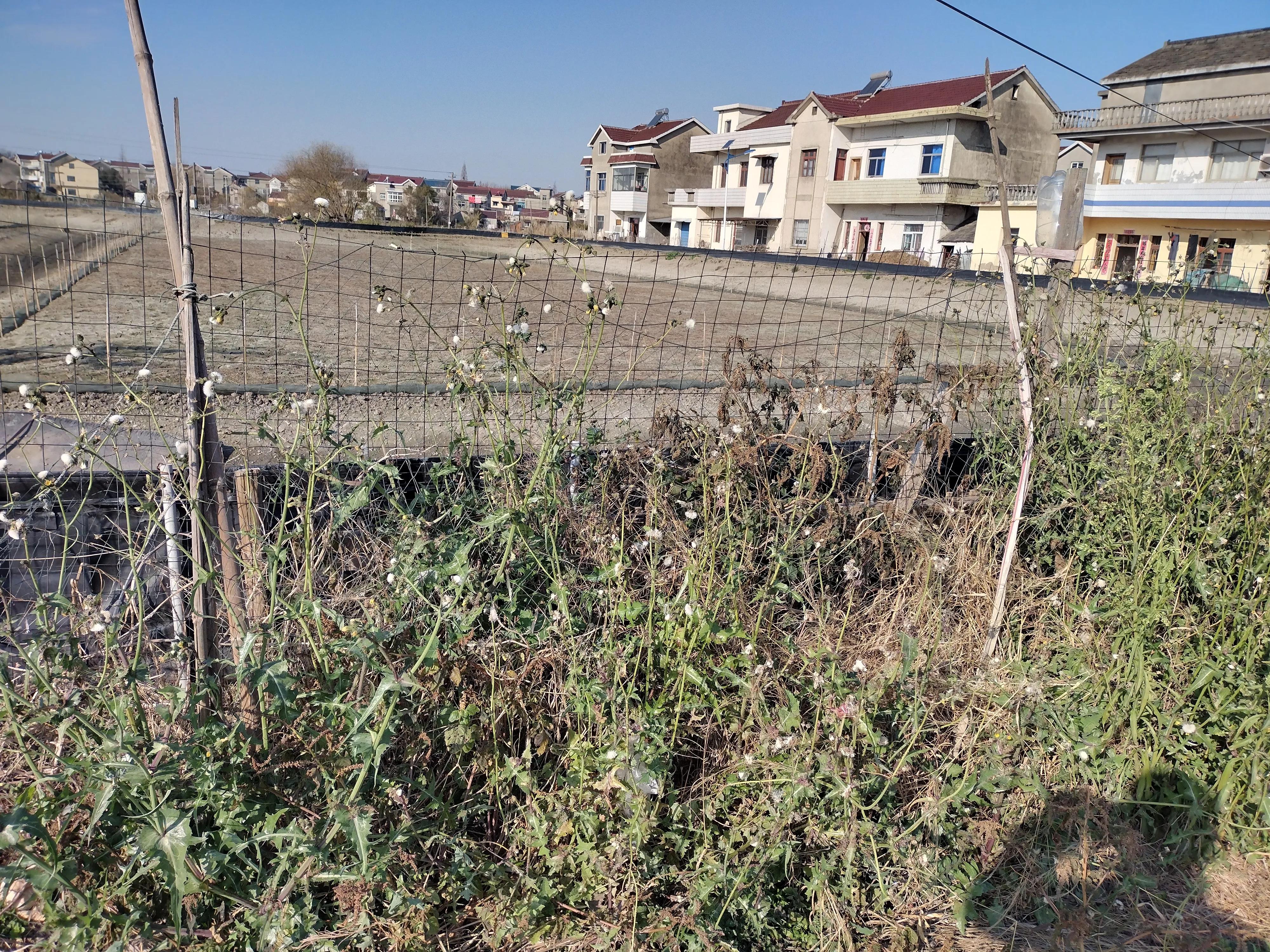 南京的冬天有多冷,南京的冬天持续几个月