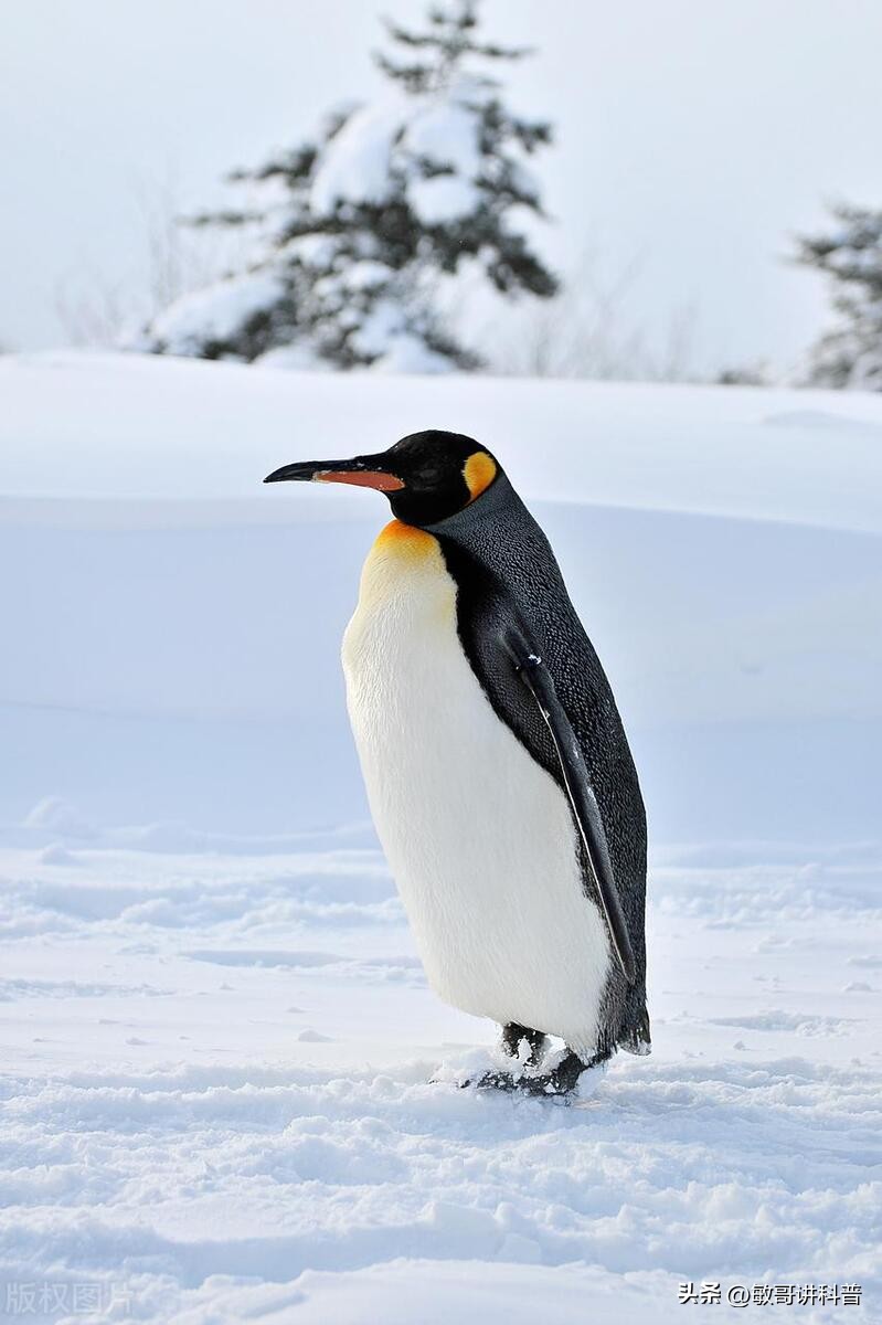 企鹅为什么只有肚子上白色的,为什么企鹅的肚子是白色的