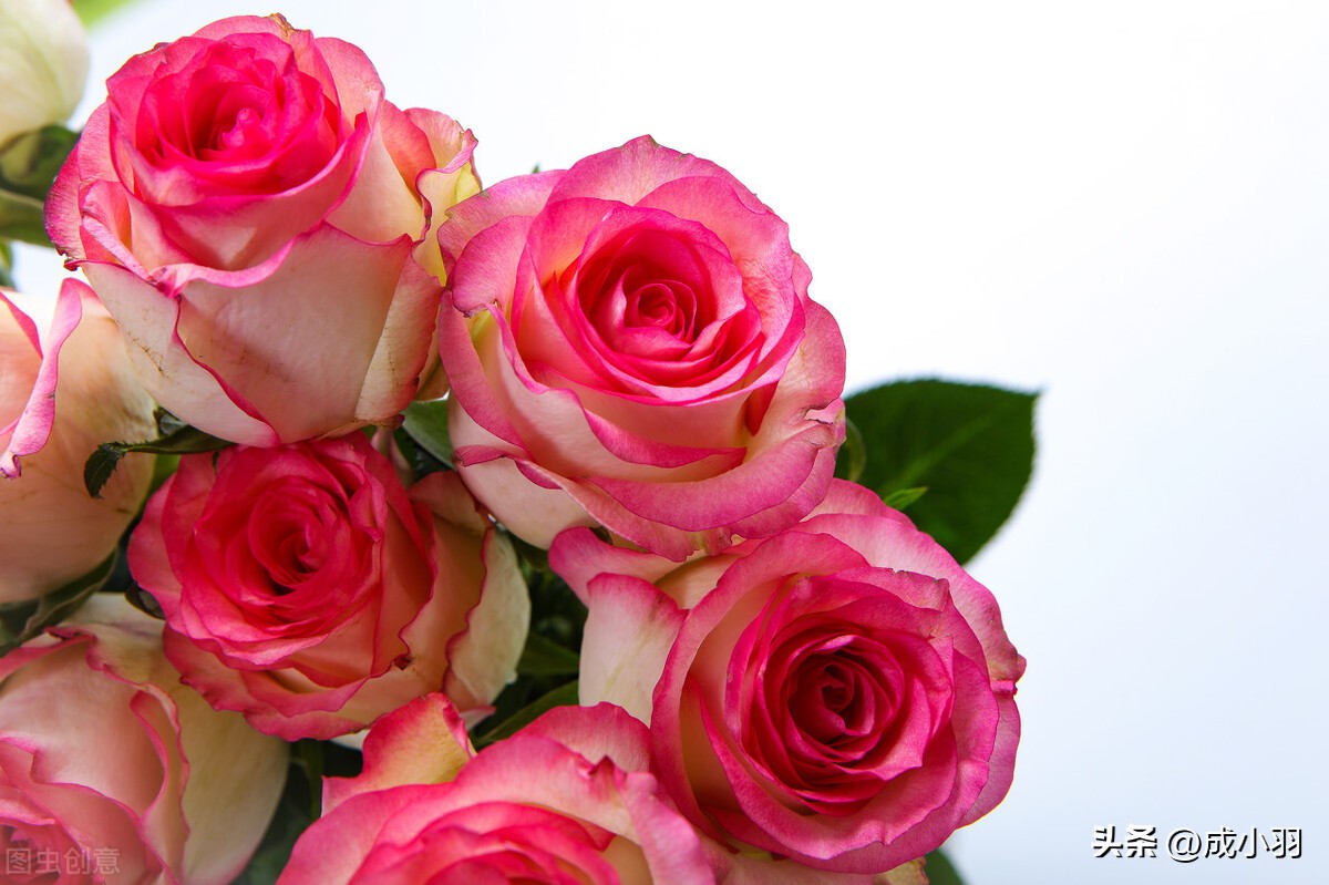 心理学你越是不在意对方的行为,心理学为什么总是不满意另一半