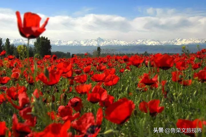 大美新疆的风景有哪些,大美新疆北疆美