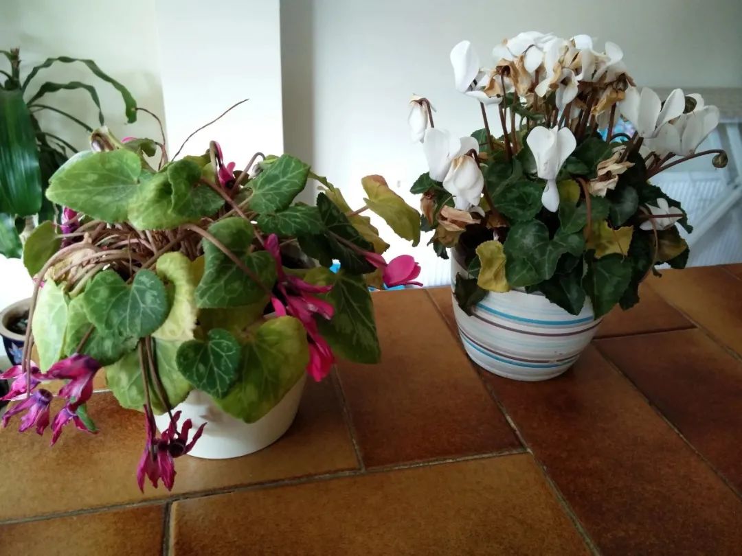 养仙客来花的教程,养仙客来需要的温度