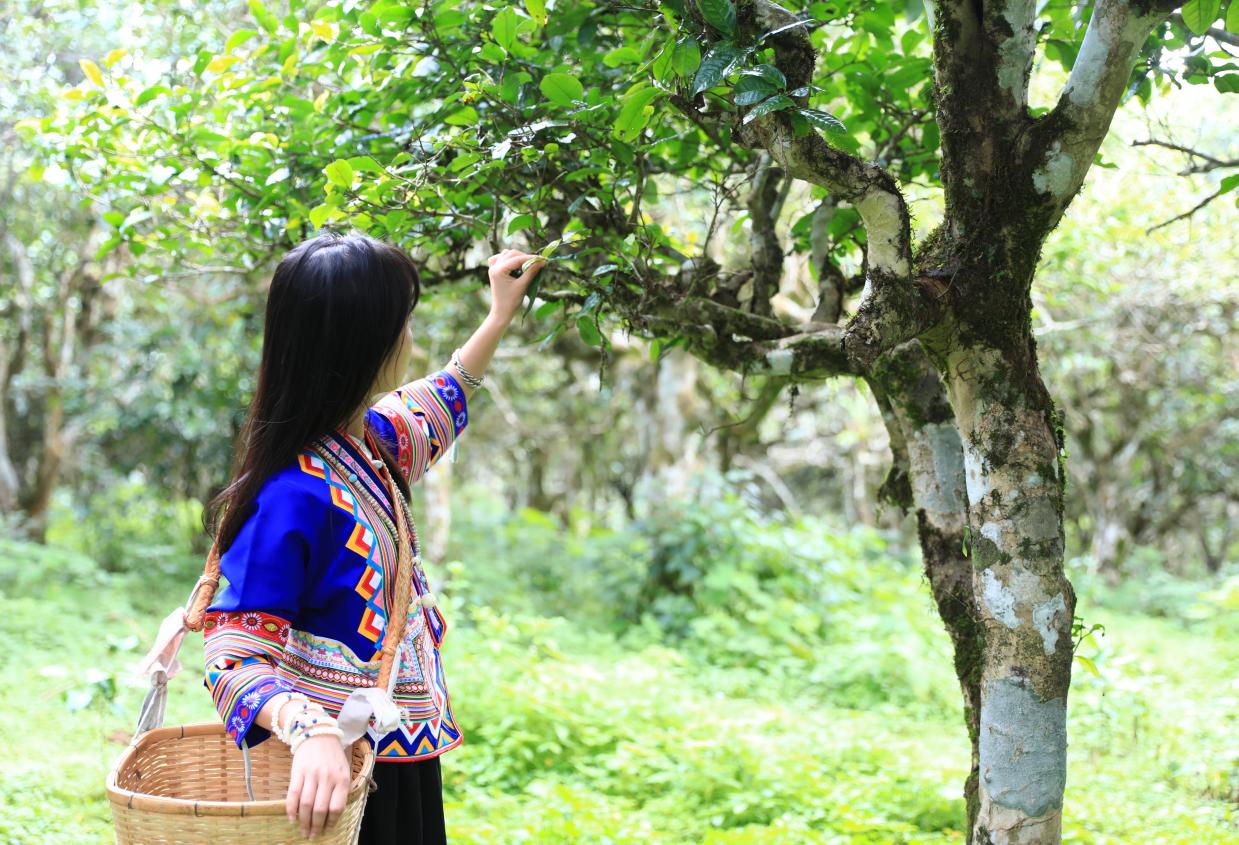 纯手工制茶的方法,手工制茶的过程