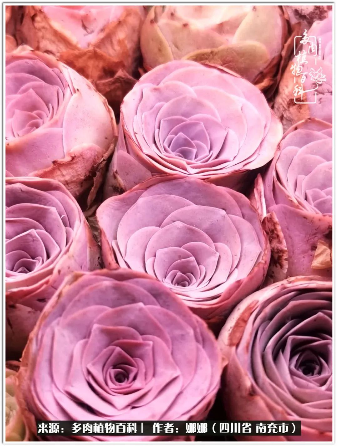 带刺的玫瑰阳台多肉,开花的玫瑰多肉