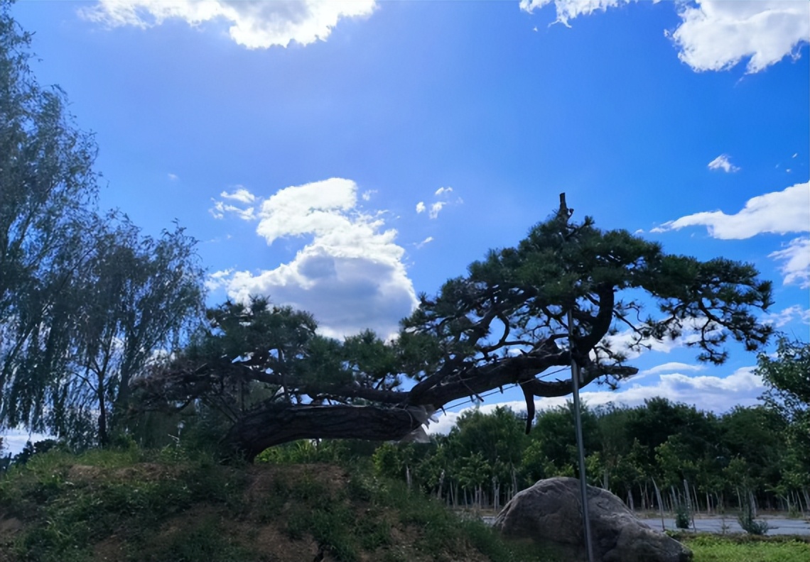 10年后的苗木行情,十年后苗木销路