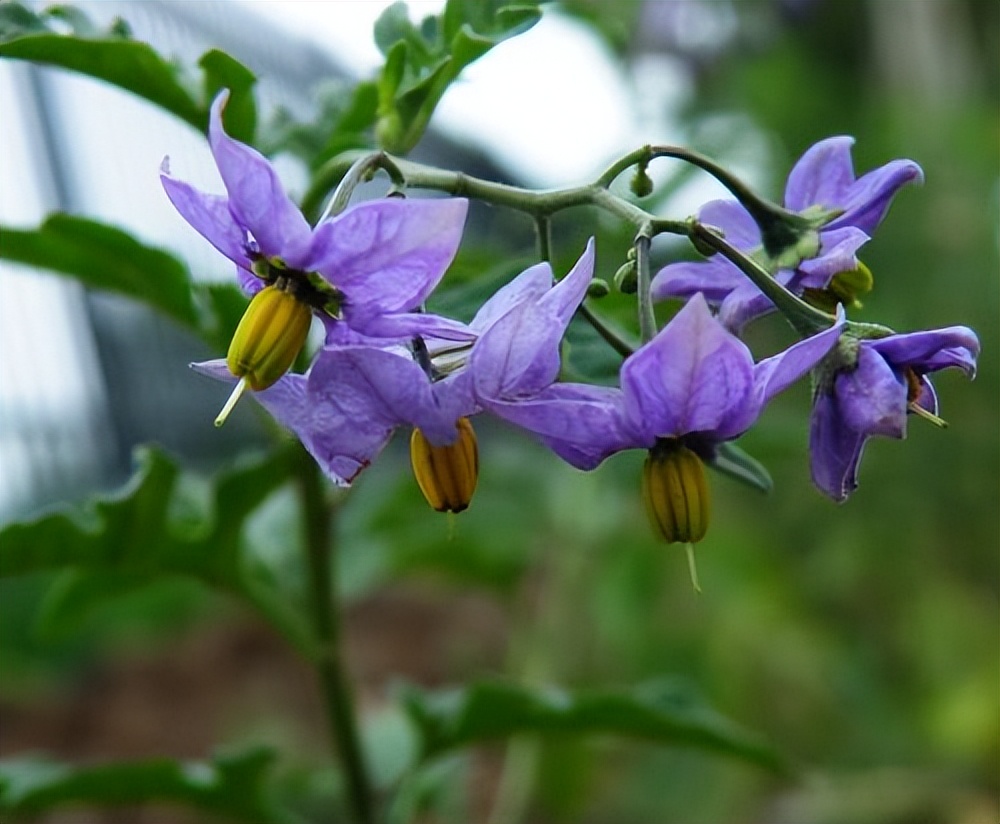 抗癌良药——蜀羊泉，活血通经，散瘀止痛，专攻“气滞血瘀证”