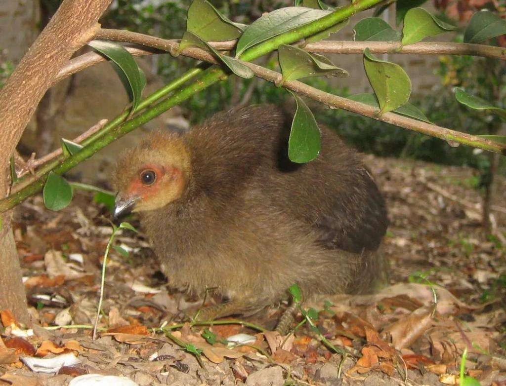 世界上最大鸟巢,世界最大的鸟巢排名