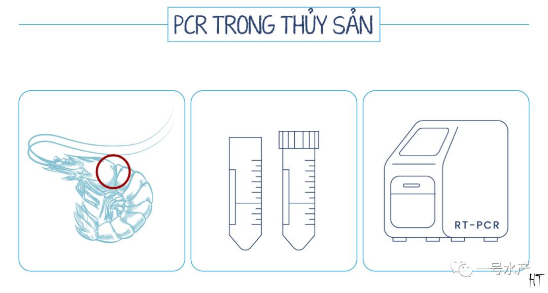 pcr的原理和检测方法,pcr检测水产操作全过程