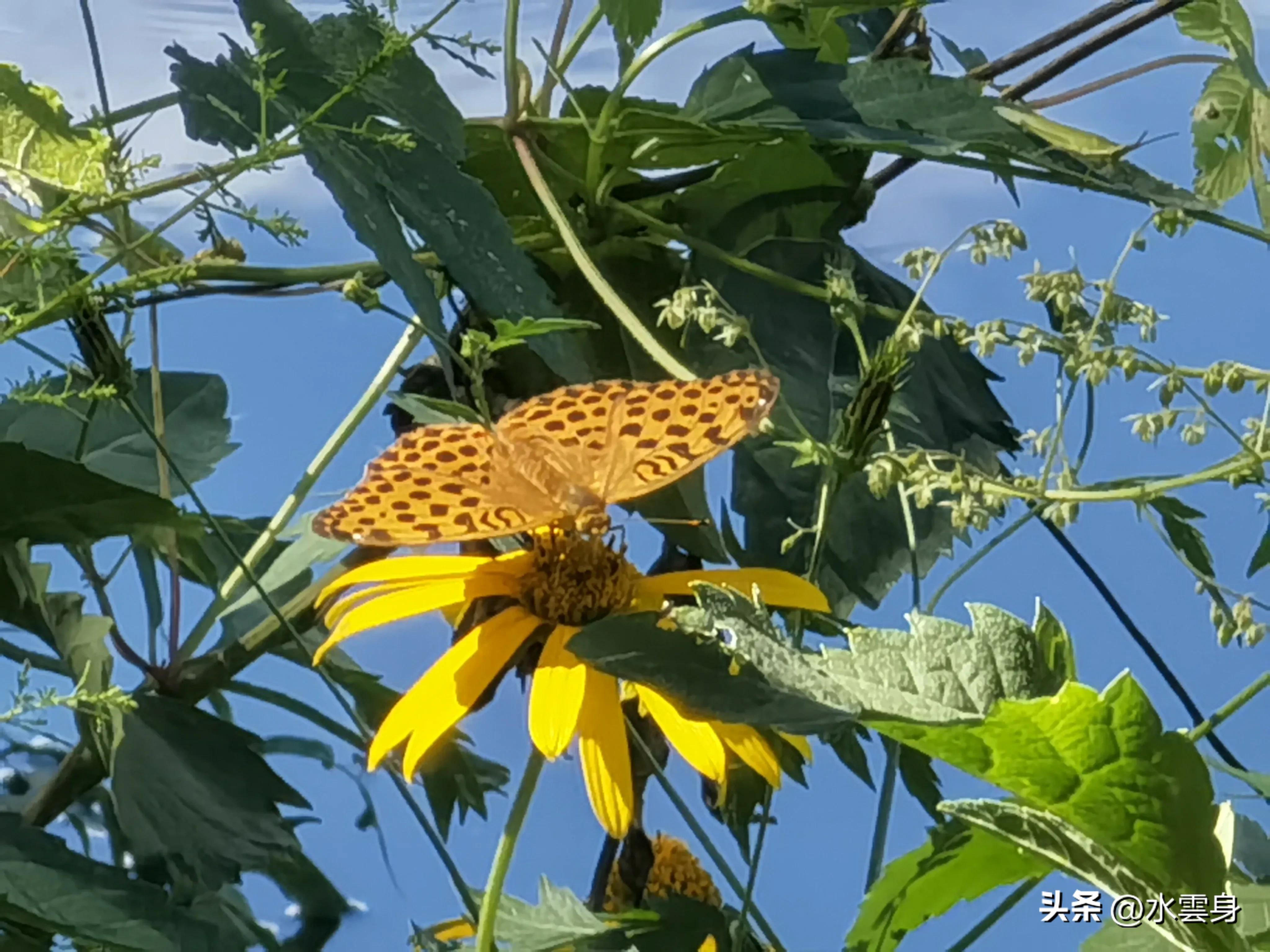 京郊赏花自驾游线路推荐,京郊免费景点一日自驾游路线攻略